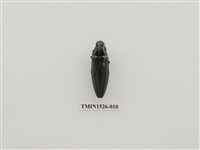 藏品(吉丁蟲科)的圖片